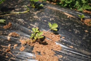 compostable mulch films