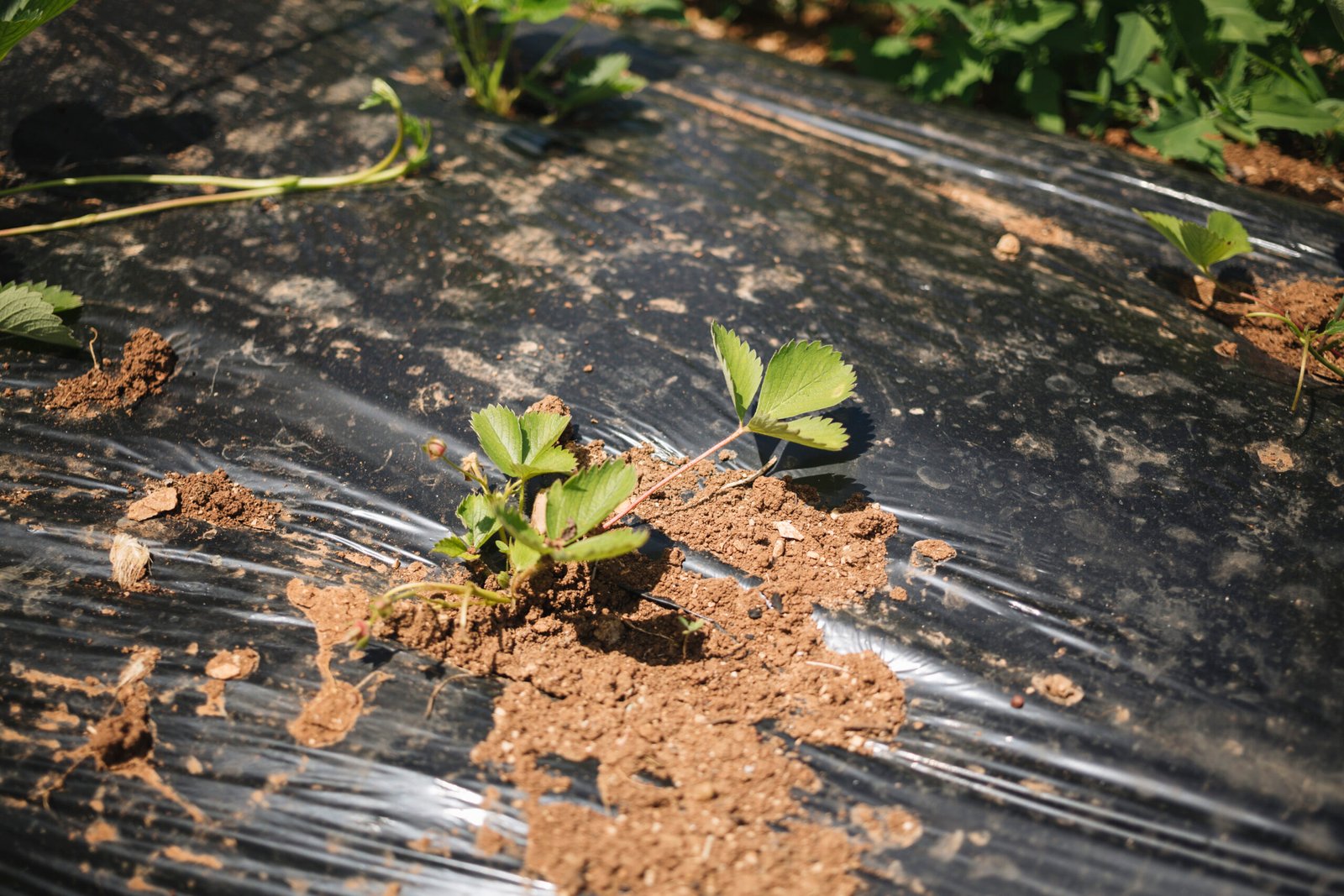 compostable mulch films