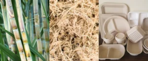 sugarcane bagasse products