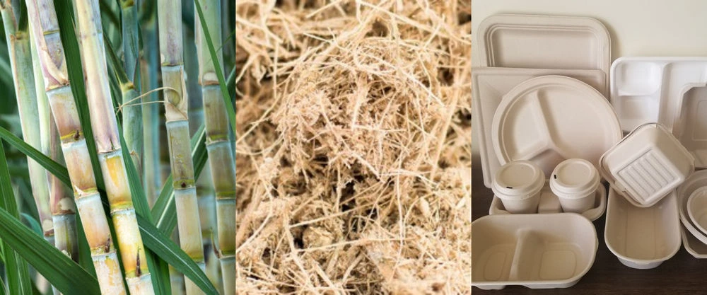 sugarcane bagasse products